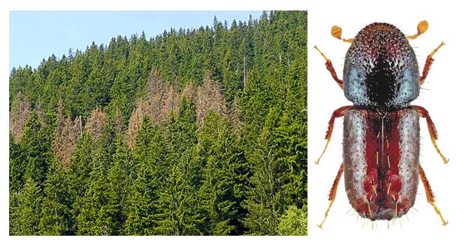 Der Kupferstecher könnte sich in Zukunft weiter vermehren und grosse Schäden im Wald anrichten. (Bild Waldwissen)