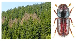 Der Kupferstecher könnte sich in Zukunft weiter vermehren und grosse Schäden im Wald anrichten. (Bild Waldwissen)