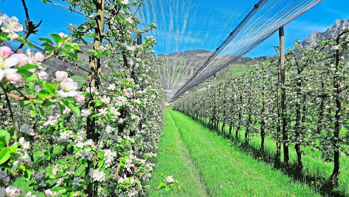 460d08a5b112df4fde0e326d45fbc5828d5f7b580fcaba2d59ae6c144d4c5e9b Die Obstblüte ist in diesem Jahr sehr früh und lässt auf eine gute Ernte schliessen. Das kann sich aber noch ändern.