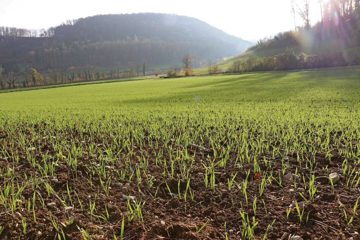 Zu den Faktoren, die für die korrigierten Normen einbezogen werden, gehören Niederschläge im Winter und im Frühling.
