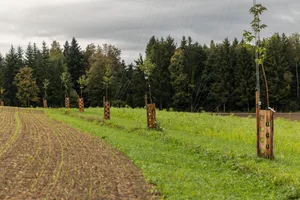 Bäume, Hecken und Teiche sind wertvolle Strukturelemente, die zu feuchterem Mikroklima führen und damit Ackerkulturen und Bodenleben vor Hitze schützen.