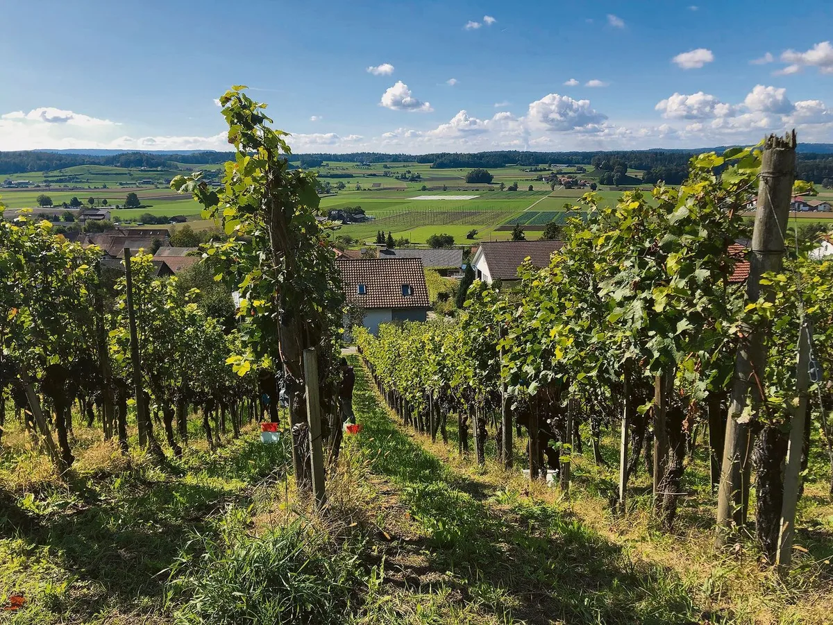 Die neuen, umweltschonenderen Anforderungen betreffen auch den Weinbau.