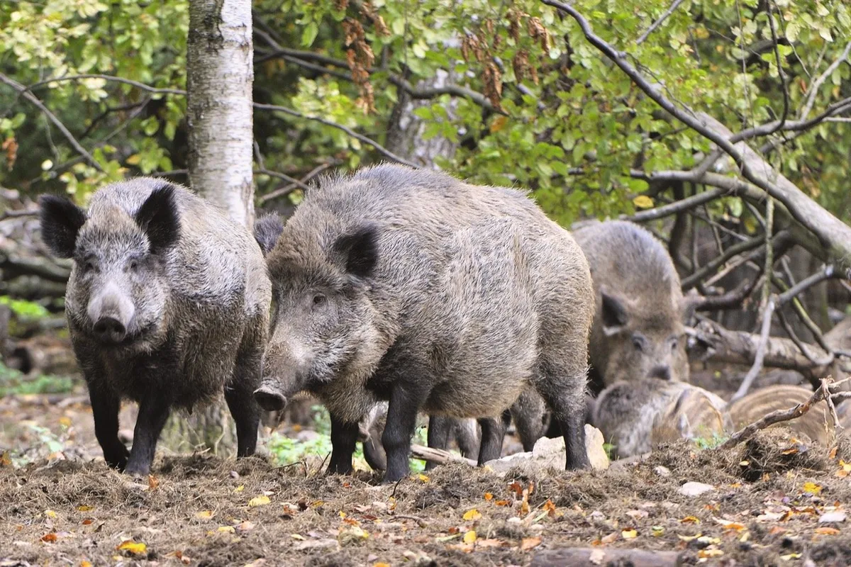 99acb5dd93b9476e94a821ff01c3717dac7b321d In Deutschland wurde Mitte September der Kadaver eines Wildschweins gefunden, das an ASP gestorben ist. Bild: Adobe Stock