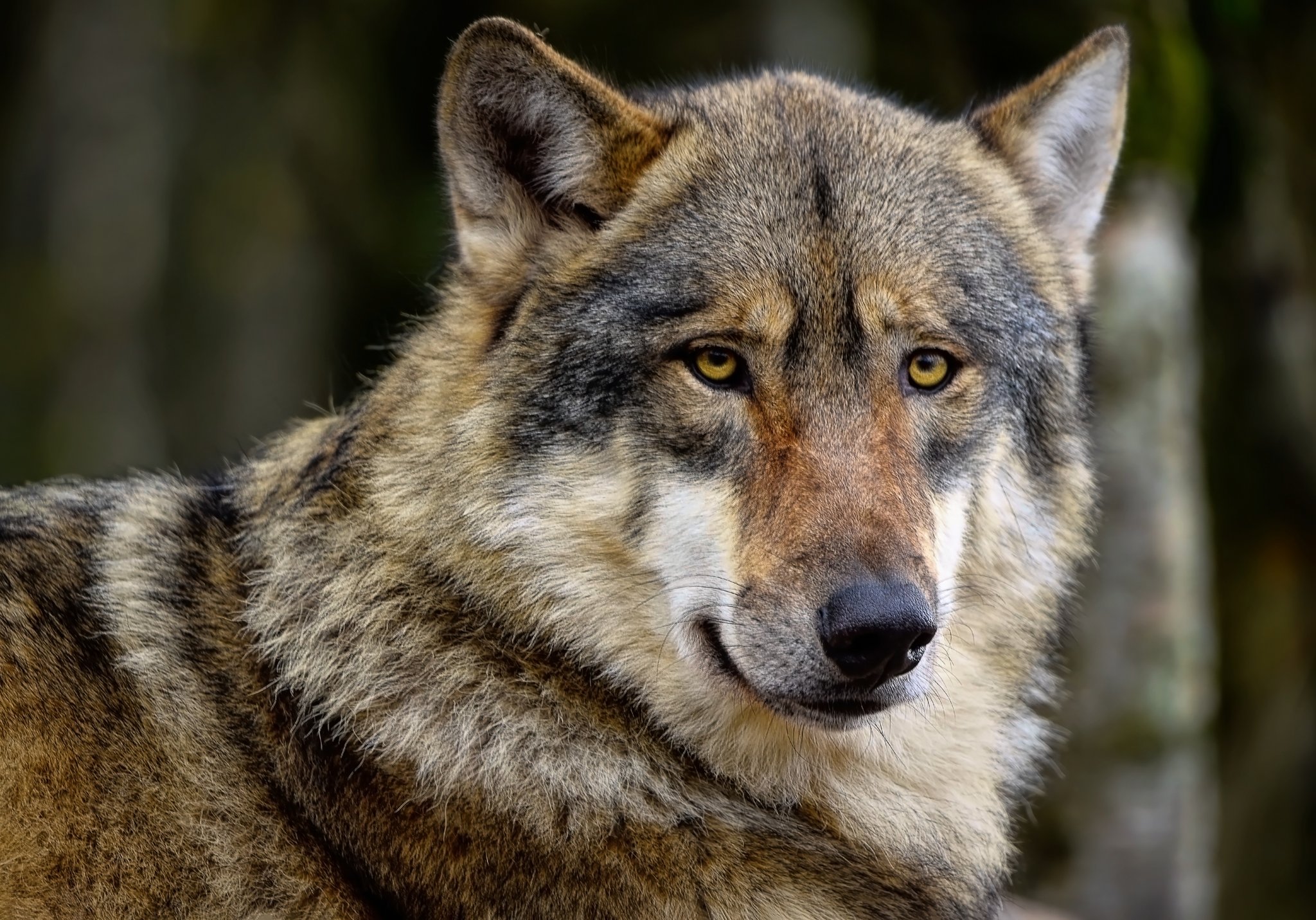 Wildhut erlegt nächsten Wolf