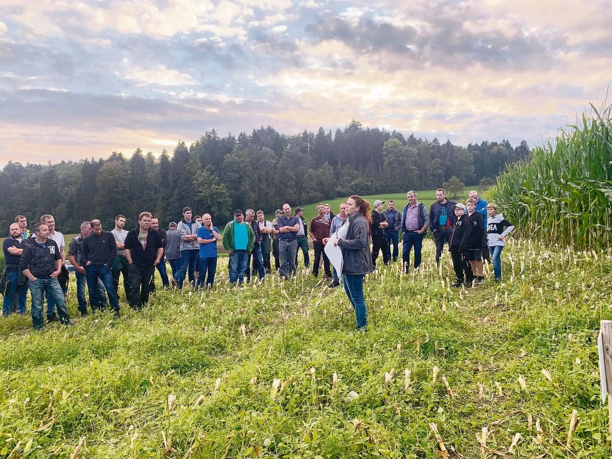 Maisversuch untersucht den Einfluss von Herbizidverzicht und Bodenbearbeitung