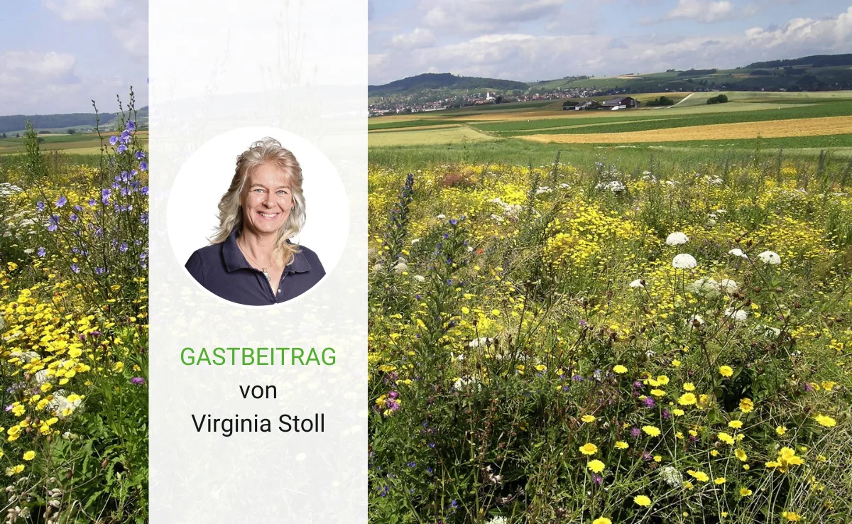 Artikel_Gastbeitrag_BauZ_Stoll Eine Krone für das Klettgau