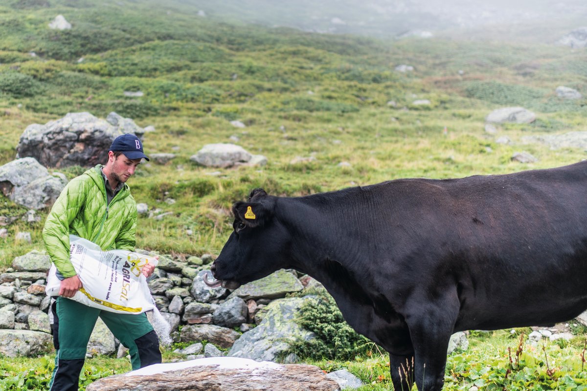 Auf der Alp Mustera versorgt Nando Neuhäusler seine Tiere mit Salz. Kalbt eine Kuh ab, lässt er das Kalb einen halben Tag in Ruhe, bevor er es kontrolliert und markiert. Bild: Mattias Nutt