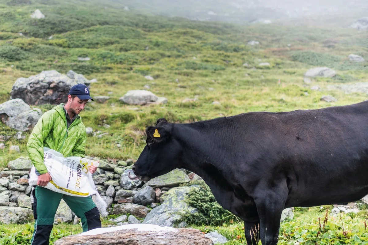 Auf der Alp Mustera versorgt Nando Neuhäusler seine Tiere mit Salz. Kalbt eine Kuh ab, lässt er das Kalb einen halben Tag in Ruhe, bevor er es kontrolliert und markiert. Bild: Mattias Nutt