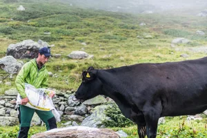 Auf der Alp Mustera versorgt Nando Neuhäusler seine Tiere mit Salz. Kalbt eine Kuh ab, lässt er das Kalb einen halben Tag in Ruhe, bevor er es kontrolliert und markiert. Bild: Mattias Nutt