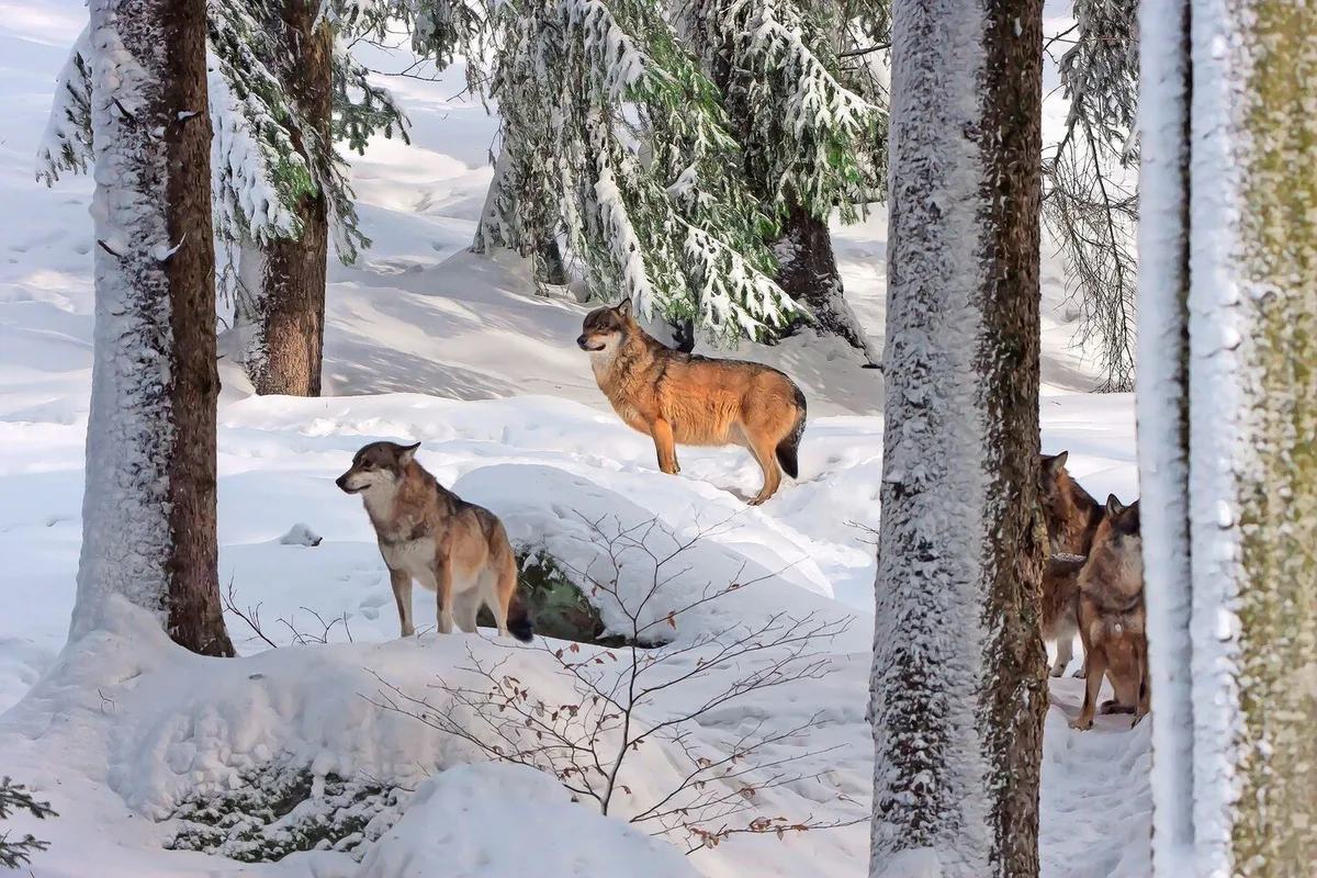 Die Kantone Waadt, Wallis, Tessin, Graubünden und St. Gallen wollen in diesem Winter Wolfsrudel mit präventiven Abschüssen regulieren.