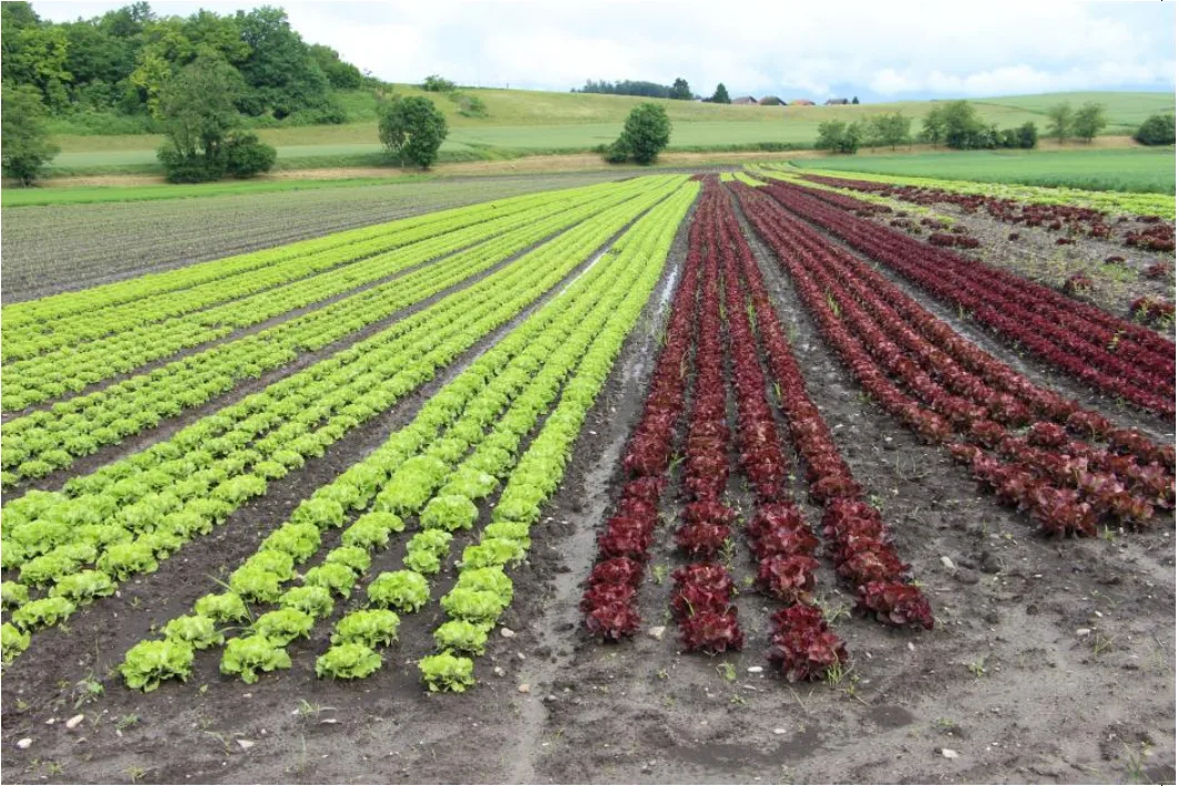 seeland_pro_agricultura Sechs Kantone und der Bund wollen keine dritte Juragewässerkorrektion