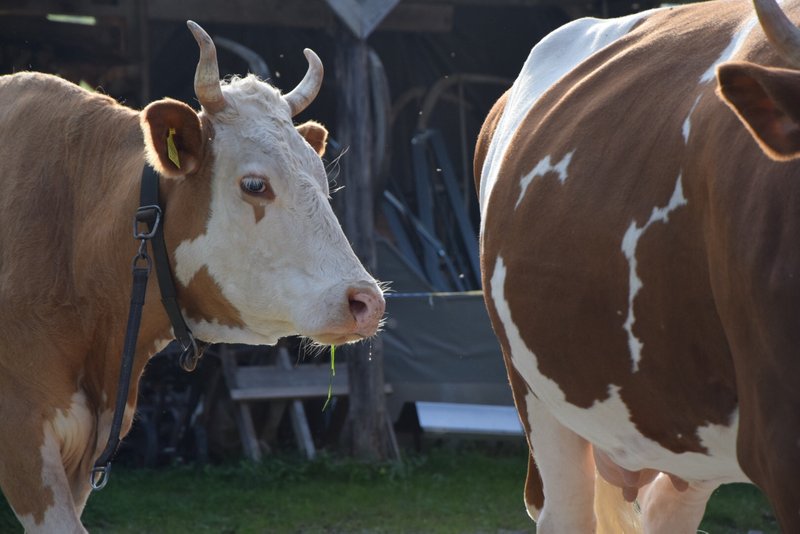 Bio Suisse schiebt das Thema Hornlosigkeit auf die lange Bank