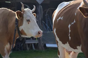 Kühe setzen ihre Hörner unter anderem zur Kommunikation ein. Hornkühe brauchen aber auch mehr Platz im Stall und werden von manchen als Sicherheitsrisiko angesehen.