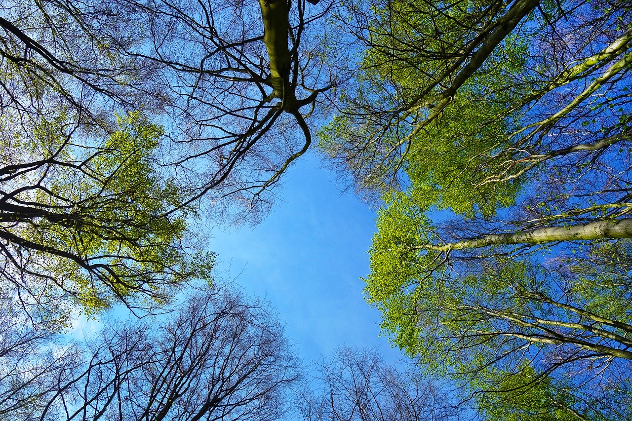 Den Schweizer Wäldern geht es gut – solange sie gepflegt werden können. (Bild Pixabay)