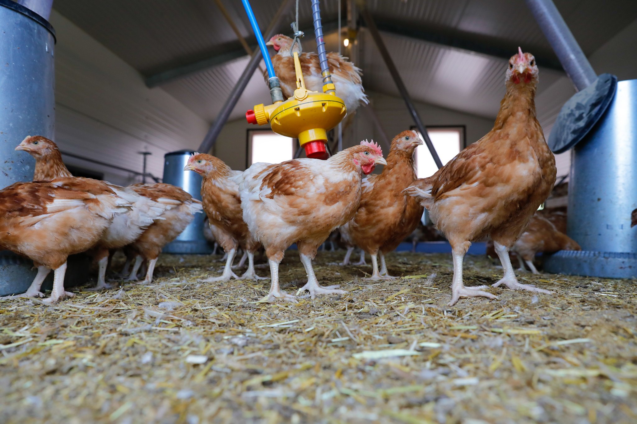 Das Nutzgeflügel muss gut beobachtet werden, um erste Symptome der Vogelgrippe früh zu erkennen.	(Bild Peter Röthlisberger)