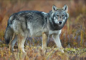 «Was zählt, ist die Koexistenz von Mensch und Wolf», lautet der Titel der Mitteilung aus der Feder der Umweltverbände. Die Grossraubtiere seien Teil der heimischen Tierwelt und die Schweiz zu ihrem Schutz verpflichtet.