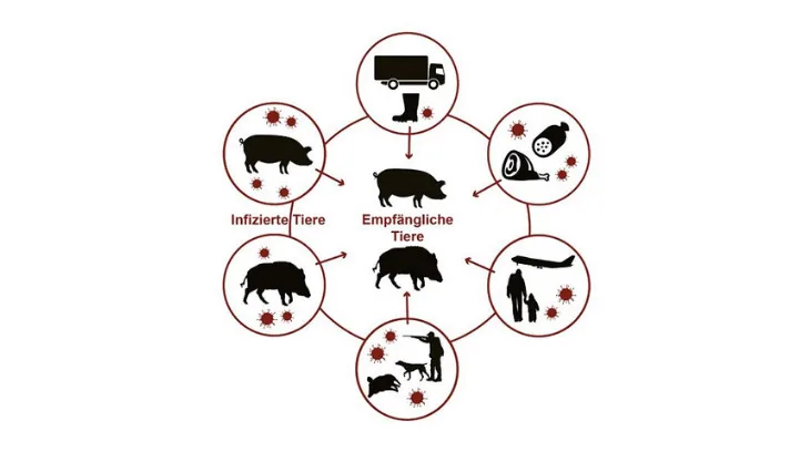 4d43e0969117de3af110fd9a6528f10e3a4c710b An ASP erkranken können nur Wildschweine und Hausschweine. Das Virus kann auf vielen Wegen übertragen werden. (Bild BLV)