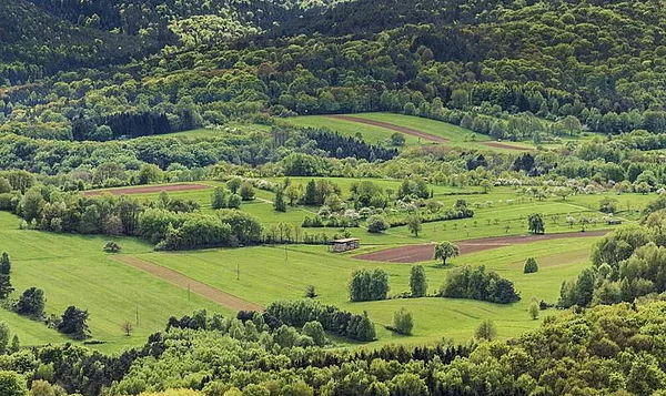 Die Risiken für die weltweiten Waldbestände sollen verringert werden. (Bild agrar-press)