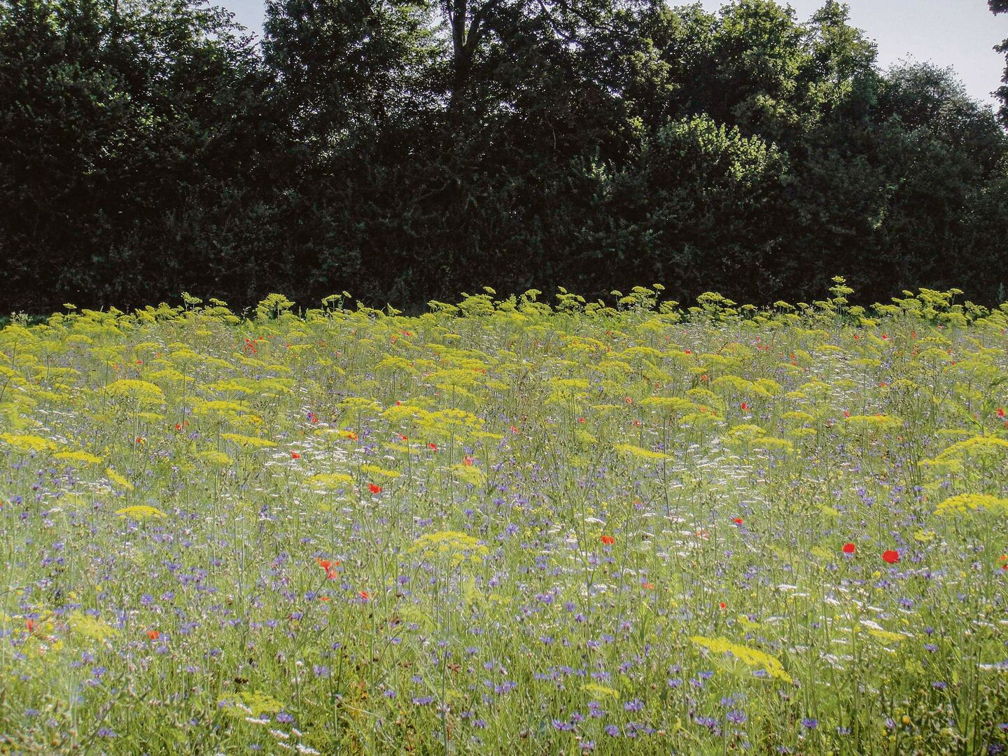 Die Idee bei Nützlingsstreifen ist es, die Lücke im Nahrungs-angebot für Insekten im Sommer zu schliessen.