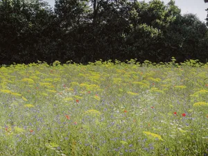 Die Idee bei Nützlingsstreifen ist es, die Lücke im Nahrungs-angebot für Insekten im Sommer zu schliessen.