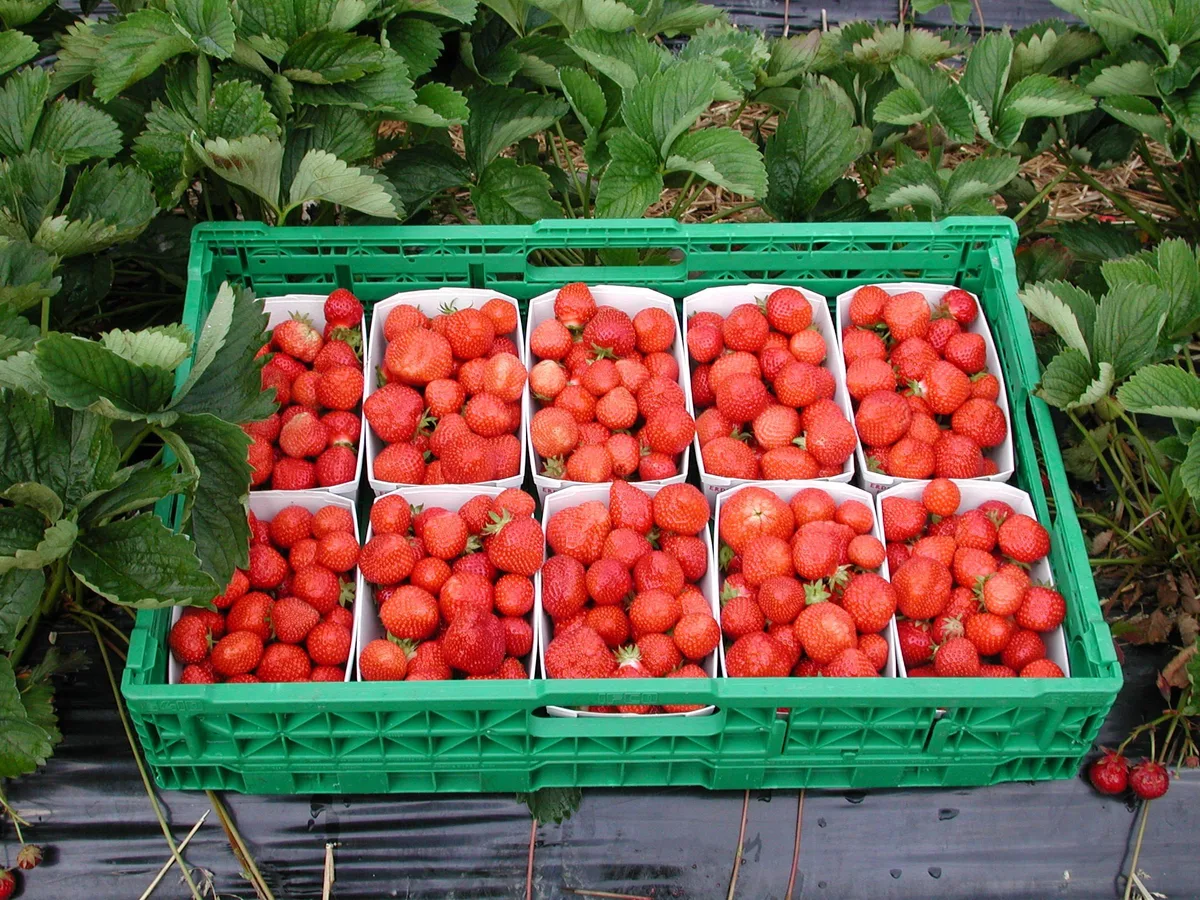 BZ-BET3-19-Obstbau Alles bereit für die Erdbeer-Ernte?