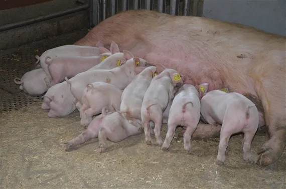 f48310c533264e082d1d831f43ecc2a704cad92d Die dänischen Händler verkauften in den ersten neun Monaten 2018 insgesamt 10,76 Millionen Jungschweine ins Ausland. (Symbolbild Aline Küenzi)