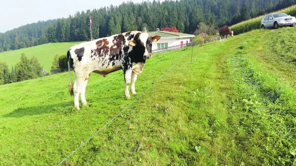 Das Genomen aller Natursprungstiere bringt Sicherheit im Bereich der Abstammung. Auch beim Sprung über den Zaun. (Bild sb)