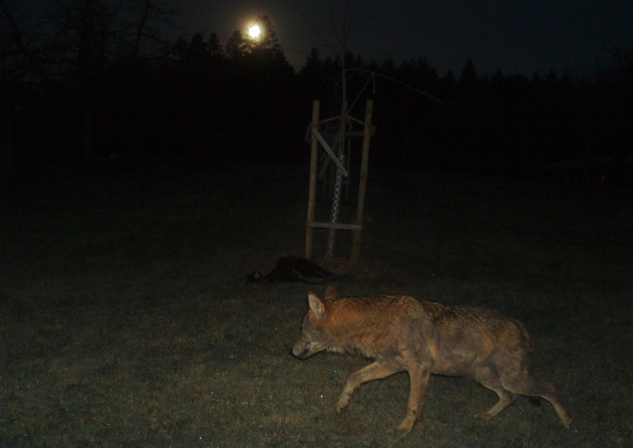 Am Sonntagmorgen schoss eine Fotofalle vor dem zuletzt betroffenen Hof um sieben Uhr ein Bild von einem erwachsenen Wolf. (Bild zVg)