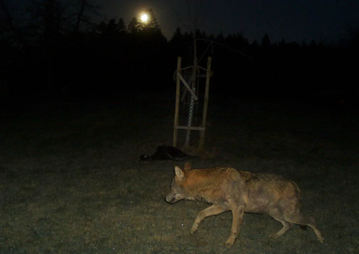 Am Sonntagmorgen schoss eine Fotofalle vor dem zuletzt betroffenen Hof um sieben Uhr ein Bild von einem erwachsenen Wolf. (Bild zVg)