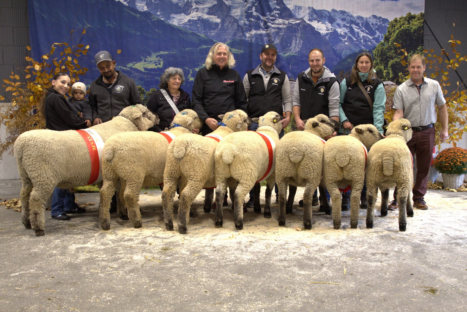 Jungzüchter-Wettbewerb begeistert an der 5. Expo des Braunköpfigen Fleischschafs in Thun
