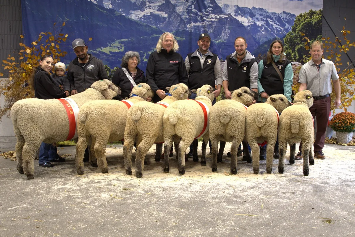 Rassensieger1 Jungzüchter-Wettbewerb begeistert an der 5. Expo des Braunköpfigen Fleischschafs in Thun
