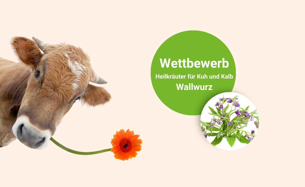 Wallwurz: Wie heisst sie noch?