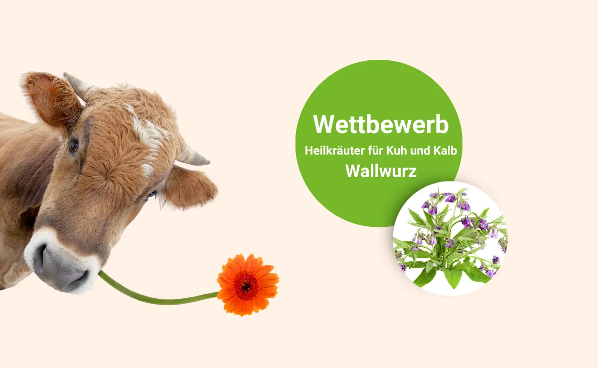 BZ_-_Landingpage_Wallwurzel_Wettbewerb Wallwurz: Wie heisst sie noch?