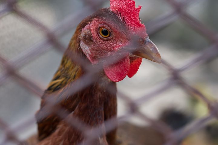Ein Huhn löst in Schwyz einen Einsatz der Feuerwehr aus. (Bild Pixabay)