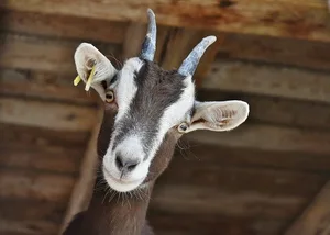 Der Bauer geht davon aus, dass die Ziege einen Fremdkörper im Dürrfutter gefressen hat. (Symbolbild Pixabay)