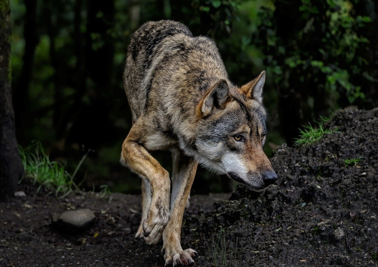 Wölfe greifen in Glarus Süd erneut Kälber an