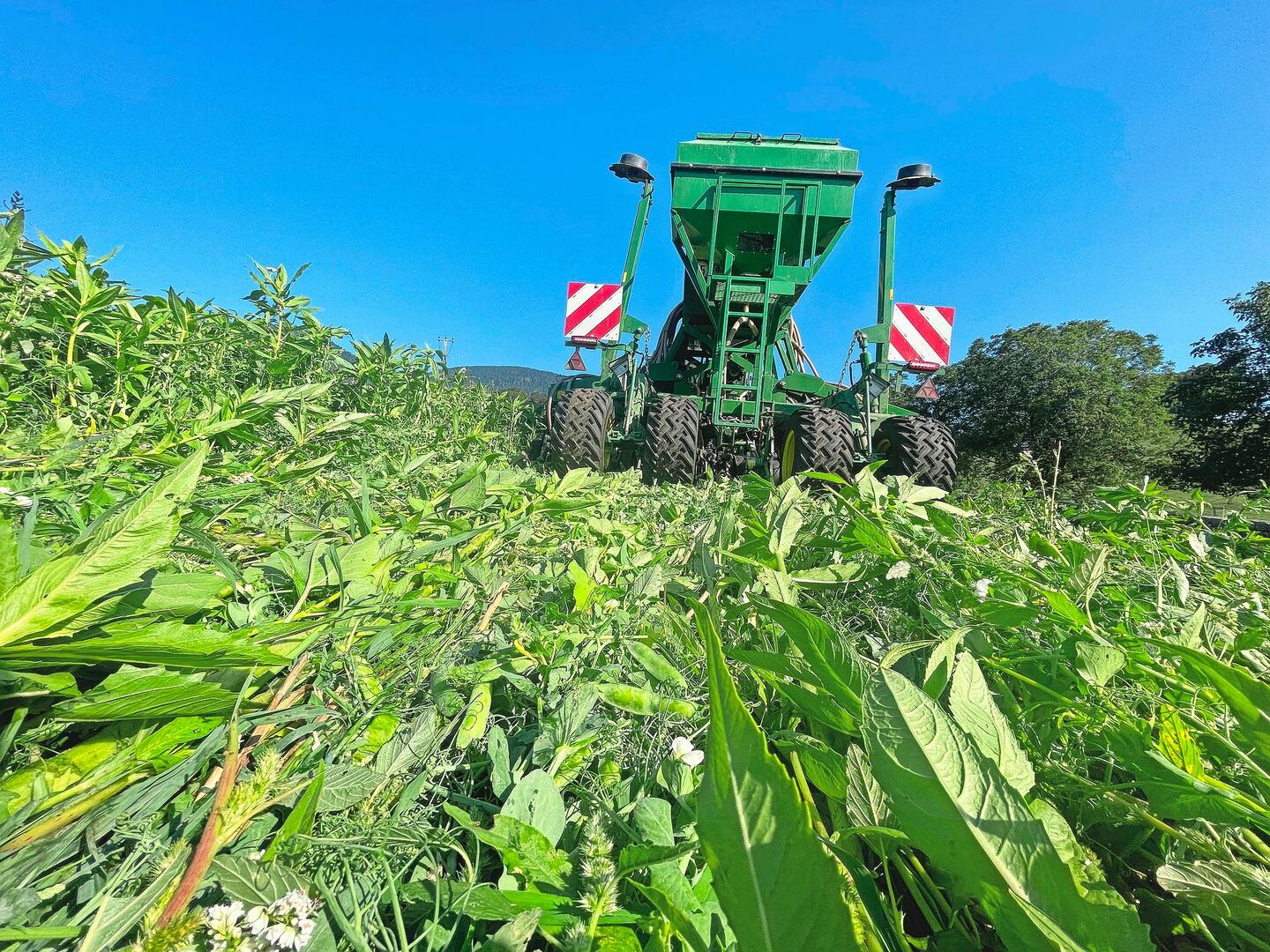 Hier hat Elias Z’Rotz den Futterweizen direkt in eine stehende Gründüngung eingesät. Vom Arbeitsaufwand her ein schnelles Verfahren. Mit der Direktsaat kann Familie Z’Rotz Kosten in Form von Treibstoff, Arbeitsaufwand und Maschinenverschleiss einsparen.