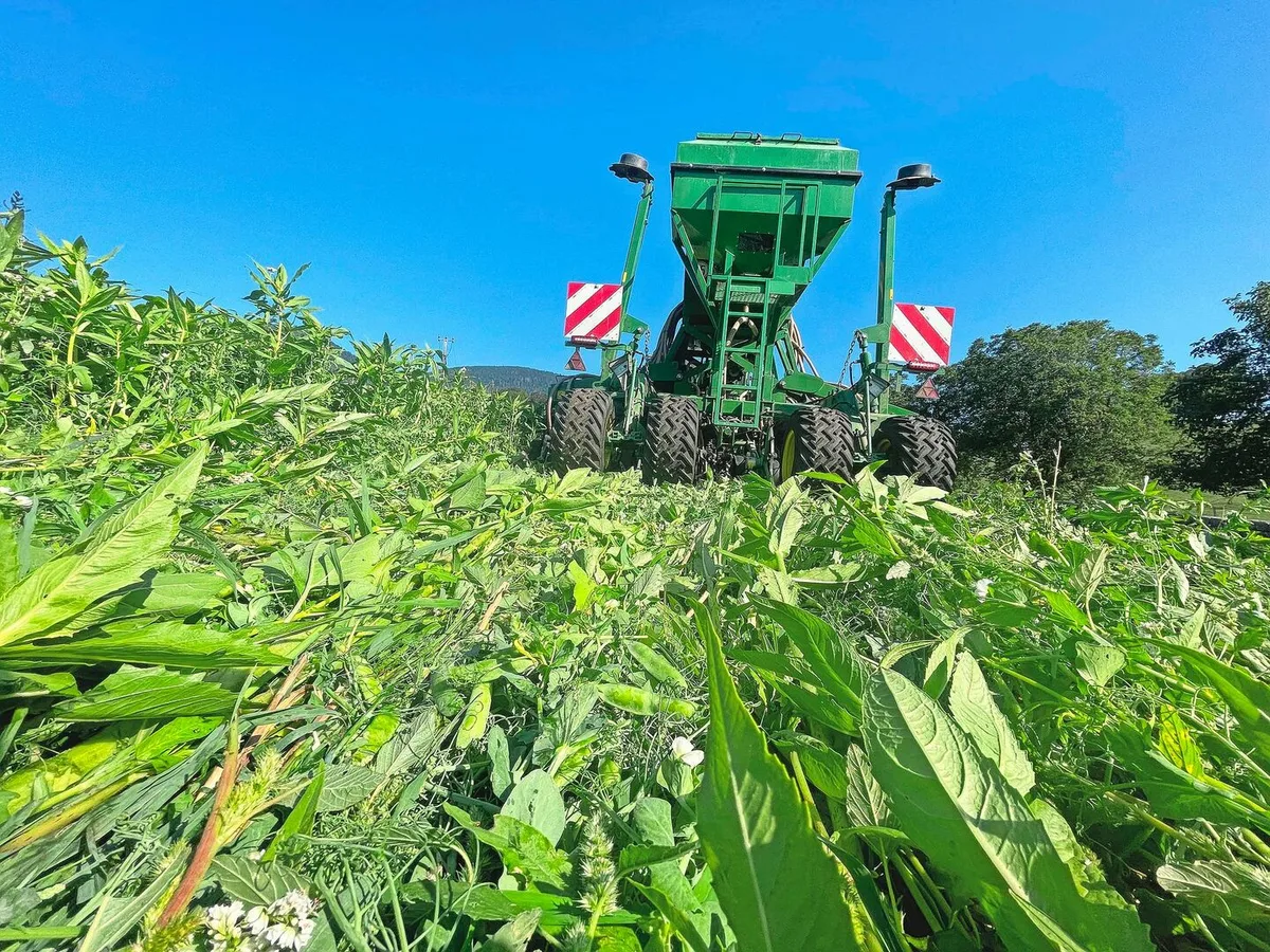Hier hat Elias Z’Rotz den Futterweizen direkt in eine stehende Gründüngung eingesät. Vom Arbeitsaufwand her ein schnelles Verfahren. Mit der Direktsaat kann Familie Z’Rotz Kosten in Form von Treibstoff, Arbeitsaufwand und Maschinenverschleiss einsparen.