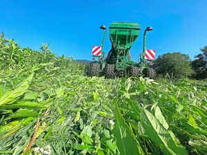 Hier hat Elias Z’Rotz den Futterweizen direkt in eine stehende Gründüngung eingesät. Vom Arbeitsaufwand her ein schnelles Verfahren. Mit der Direktsaat kann Familie Z’Rotz Kosten in Form von Treibstoff, Arbeitsaufwand und Maschinenverschleiss einsparen.