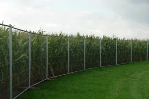 In Deutschland soll der Anbau von Gentechnisch verändertem Pflanzgut künftig Bundesweit geregelt werden. (Symbolbild BauZ)