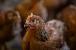 Hoher Schaden: Wird ein Mastpoulet befallen, muss der ganze Bestand gekeult werden.