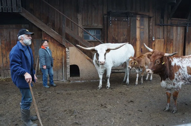 7c25a22b93da10c6b2ca319e3fcee544430916c7 Halten Texas Longhorns als Hobby: Therese und Peter Kuster. (Bilder Martin Brunner)