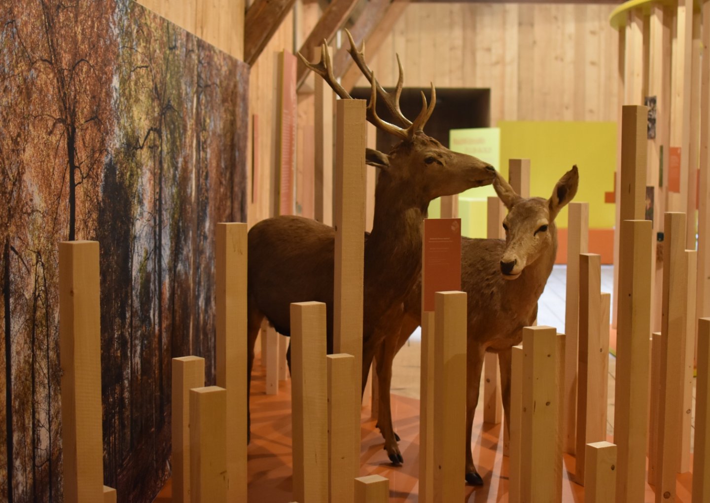 In der neuen Ausstellung «WaldWildnisWir» entdecken Klein und Gross die verborgenen Geheimnisse des Naturwalds. (Bild: Stiftung Wildnispark Zürich)