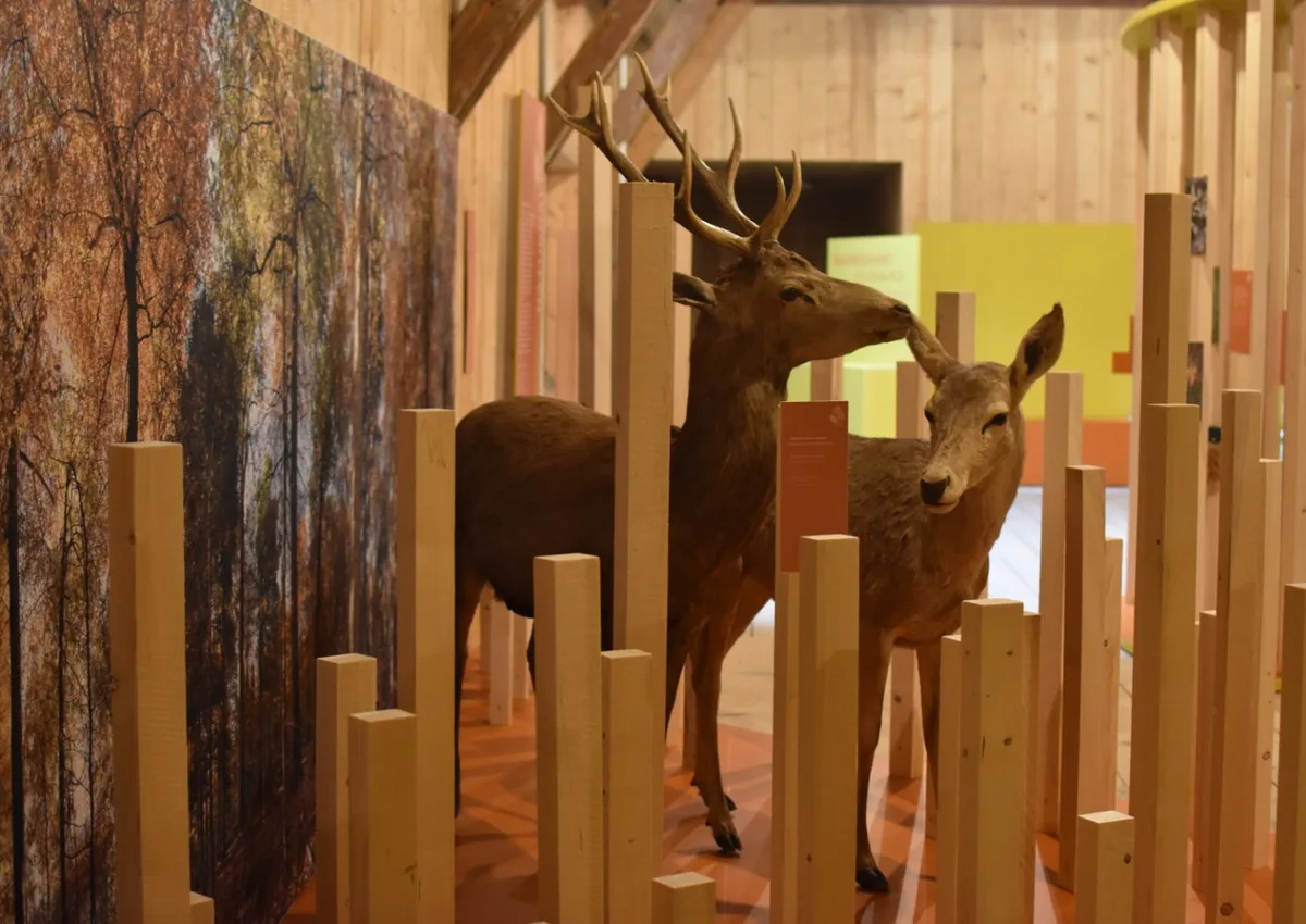 2be7544fa226bd0eb141d8b30568a7511bf3e927 In der neuen Ausstellung «WaldWildnisWir» entdecken Klein und Gross die verborgenen Geheimnisse des Naturwalds. (Bild: Stiftung Wildnispark Zürich)