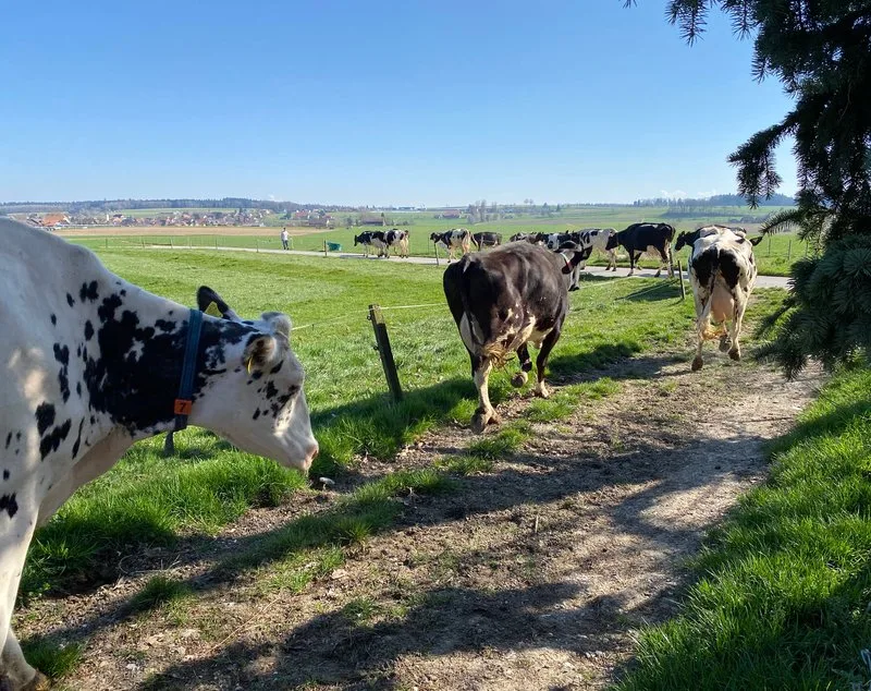ku__he_gehen_auf_die_weide-800px Emmi, Nestlé, ZMP und Aaremilch wollen Schweizer Milch klimafreundlicher machen