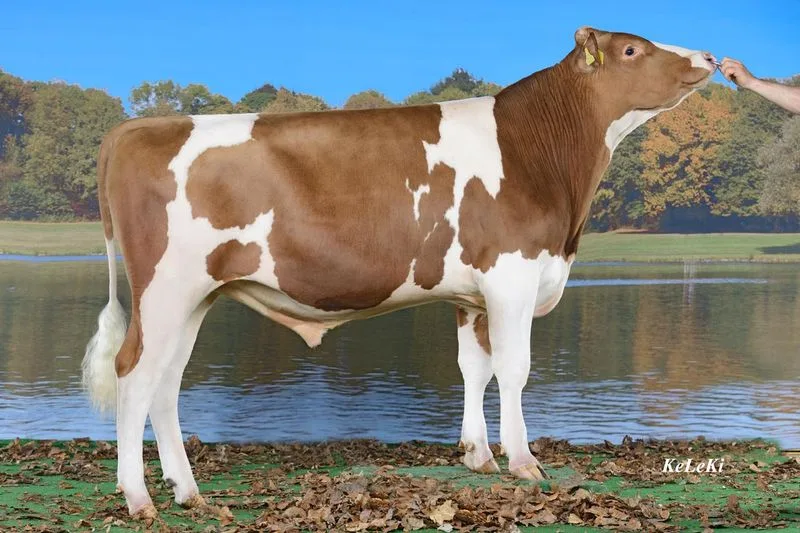 57ab4c8f3ecc1b7624ccbfd23cb7193cd9637bba Lons Tauron führt die Rangliste beim Swiss Fleckvieh an. Er wurde gezüchtet von Hans Peter Glauser, Häutligen. (Bild KeLeKi)