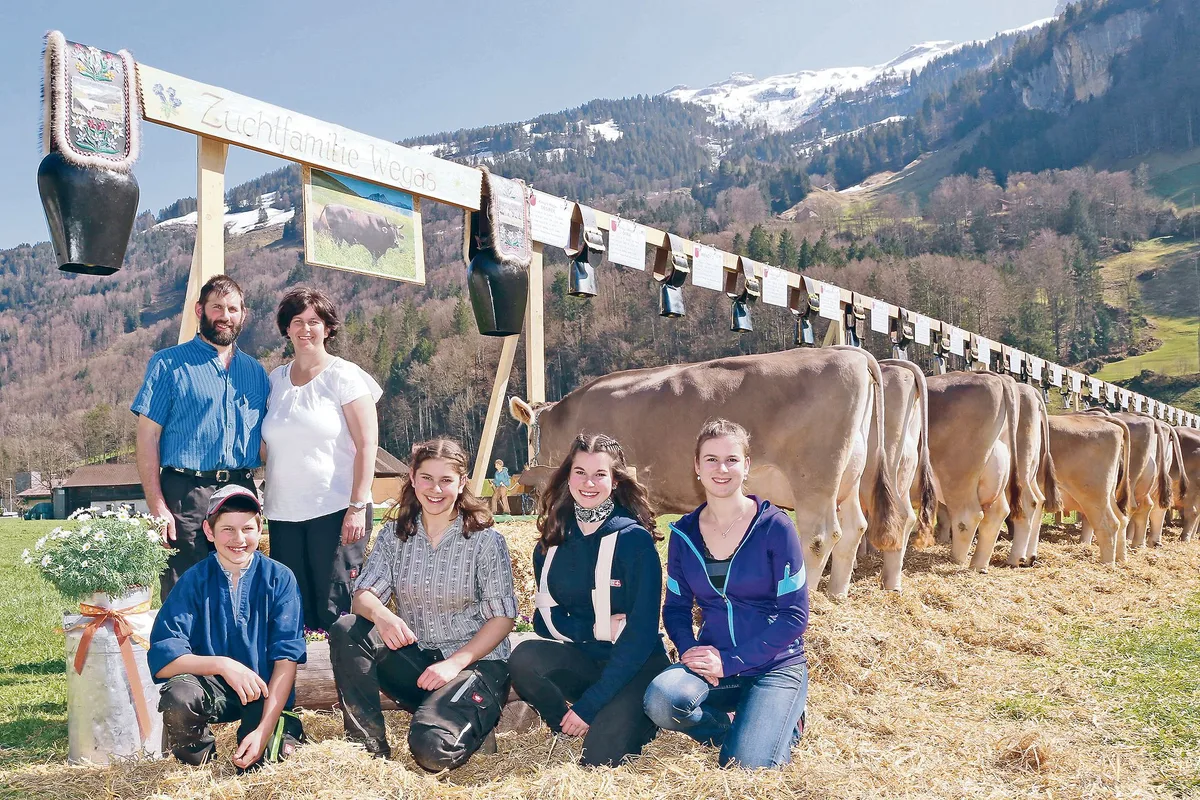 bd4e935fbaedeb794db47c5c30ecd90f92b34aeb Die Züchterfamilie Föhn aus dem Muotathal sorgte mit der männlichen Zuchtfamilie vom Stier Wegas für ein züchterisches Highlight. (Bild Reto Betschart)