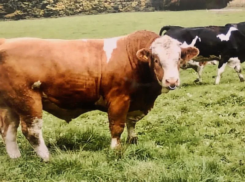 Stier Marco machte mit seinen 1000 Kilogramm Eindruck bei den Kindern. (Bild Toni Merki)