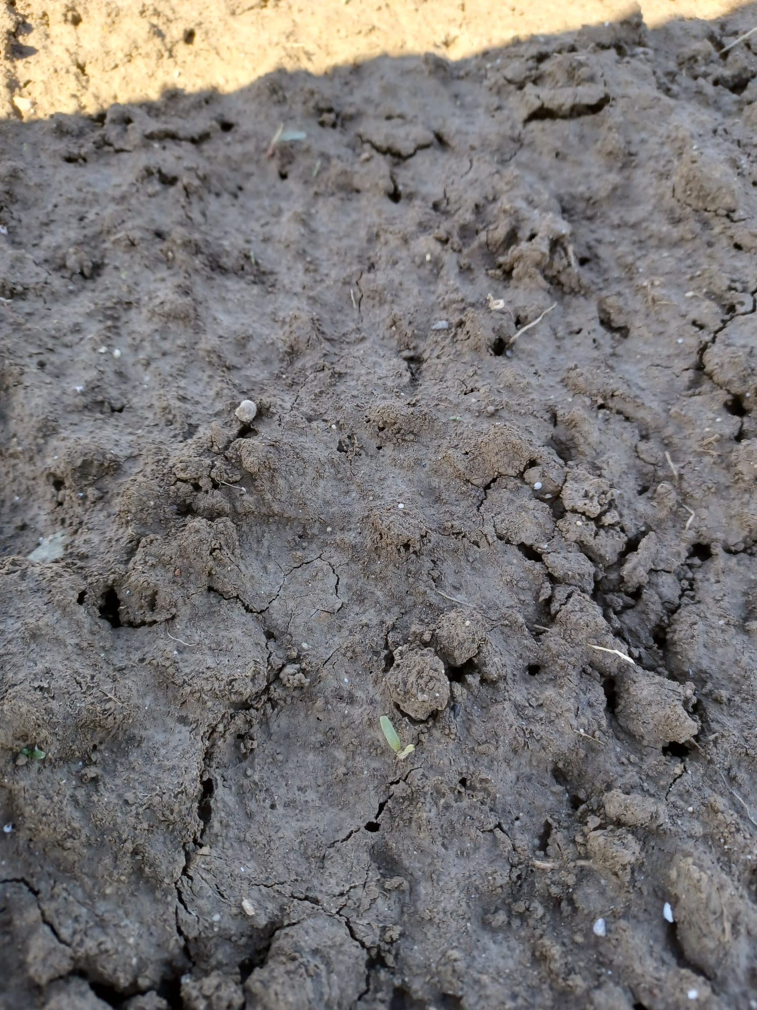 Frost? – Noch kein Grund zur Panik