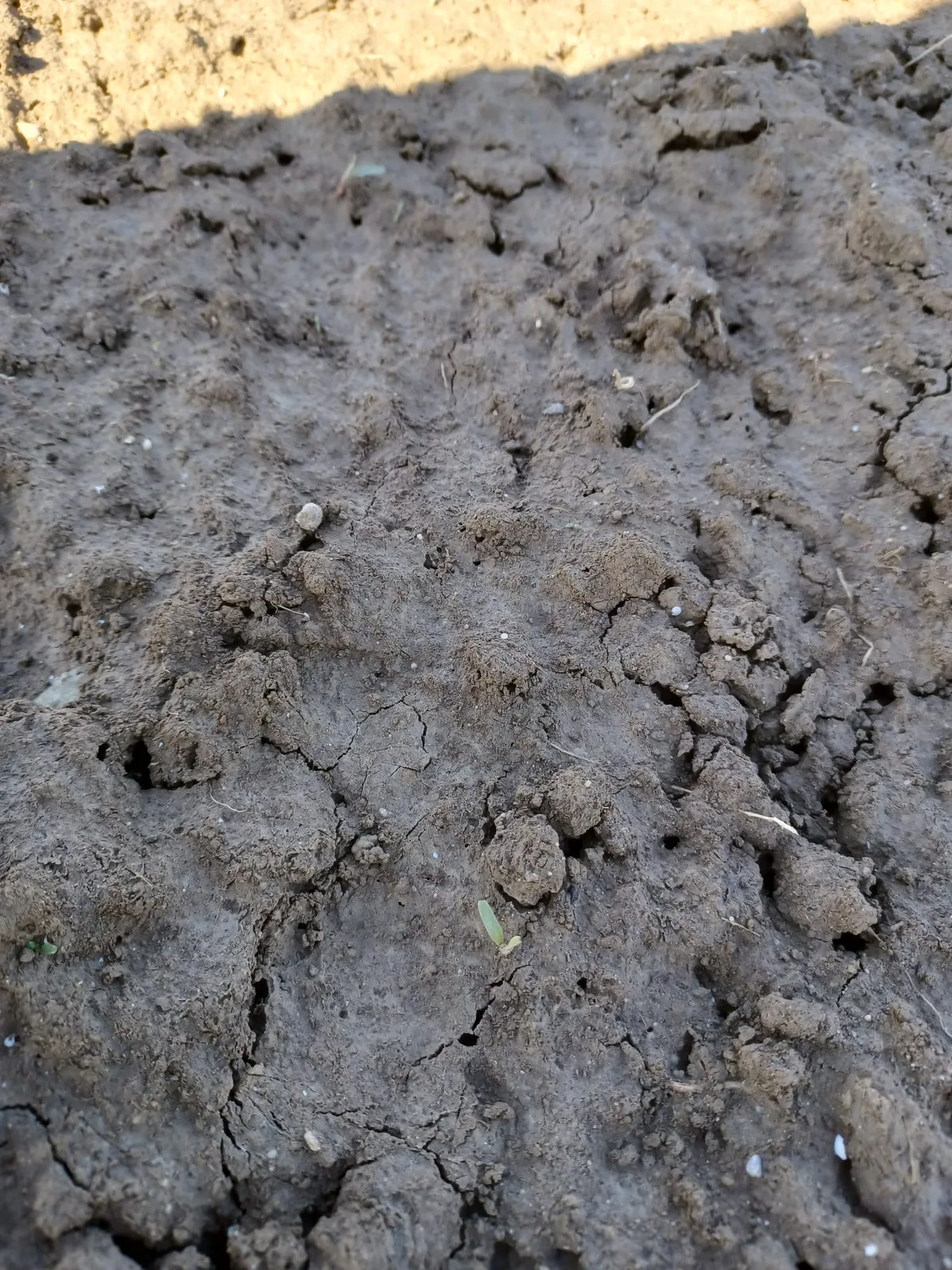 Frost? – Noch kein Grund zur Panik